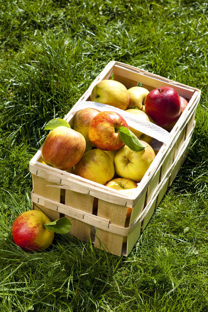 Apple harvest, fruits harvest - Foto, Bild