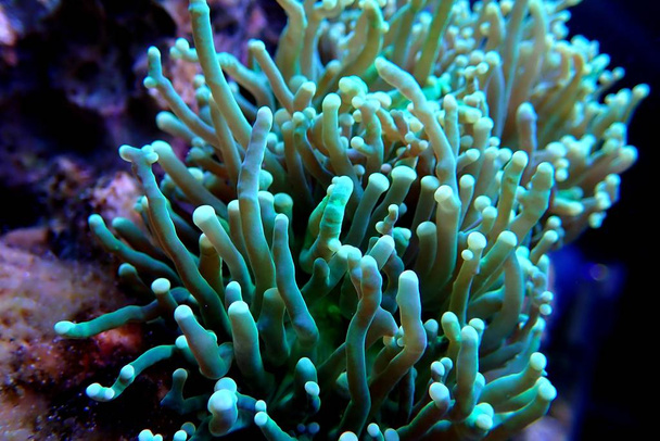grüne giftige Euphyllia Fackel lps Korallen - Euphyllia grabrescens  - Foto, Bild