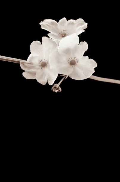 beautiful white flower, Echinodorus cardifolius - Fotografie, Obrázek