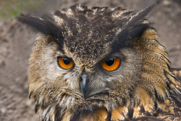 Portrait of eagle owl - Φωτογραφία, εικόνα