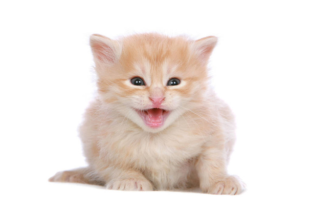 retrato de un lindo gato  - Foto, Imagen