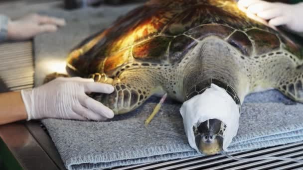 Vrijwilligers behandelen verwondingen van zeeschildpadden van dichtbij. 4K - Video