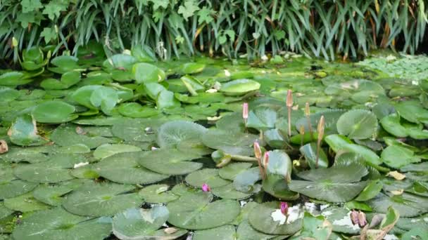 Van boven drijvende groene waterlelies in kalme vijver. Bladeren zweven in rustig water. Symbool van boeddhistische religie op zonnige dag. Lucht en palm reflectie in het meer. Tropische idyllische natuurlijke achtergrond. - Video