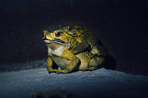Large toads mating on the garden at night - Photo, Image
