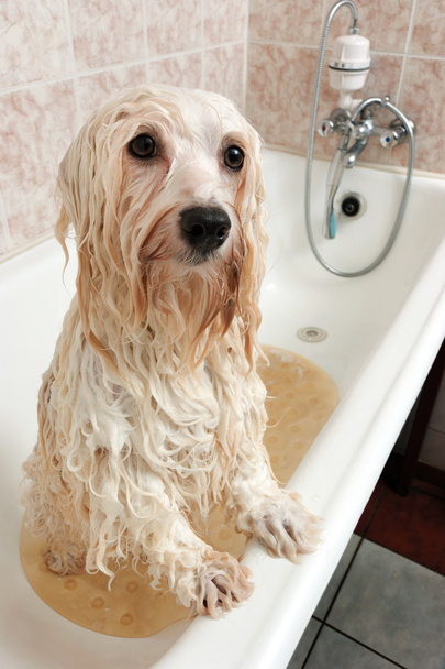 入浴 havanese 犬 - 写真・画像