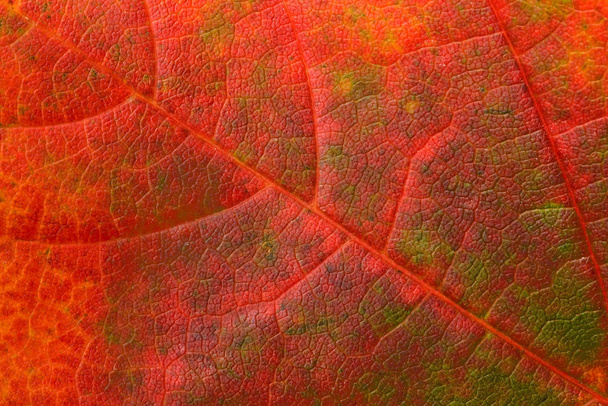 tree leaves foliage, leaf  - Foto, Imagen