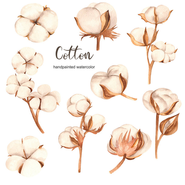 Conjunto de acuarelas con algodón, capullos de algodón, flores y ramas
 - Foto, imagen