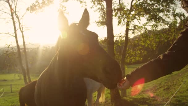 Söpö vanha ruskea hevonen annetaan hoitoon nainen aurinkoisena iltana. - Materiaali, video