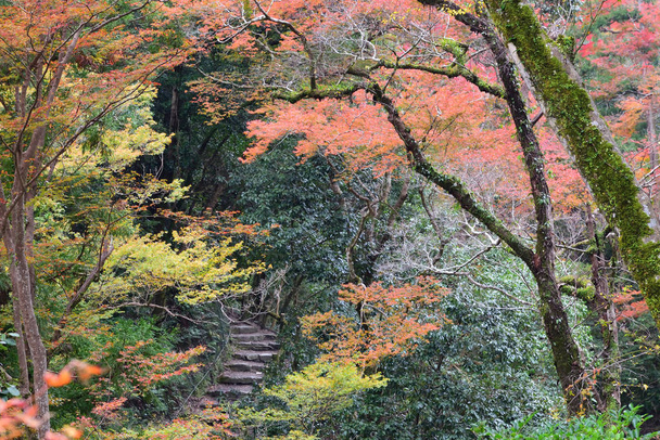 Camino en color otoño en el parque Minoo en Osaka, Japón
 - Foto, Imagen