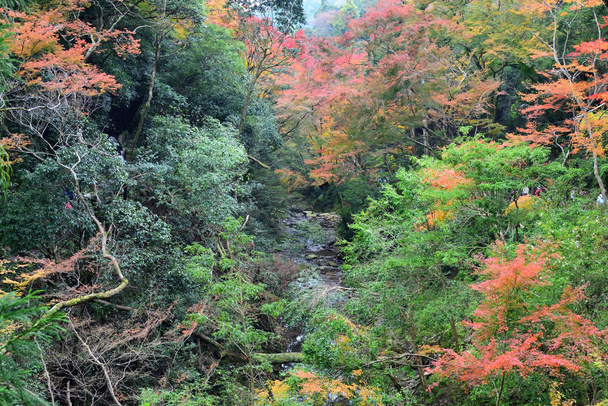 Bosque en temporada de otoño en el parque Minoo en Osaka, Japón
 - Foto, imagen
