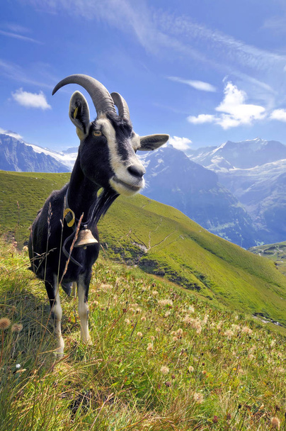 mountain goat, animal in nature - Fotografie, Obrázek