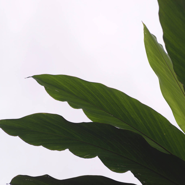 Close up of plant leaf - Foto, immagini