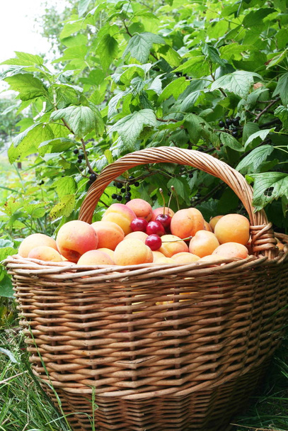 Fruits harvest in garden - Foto, Bild