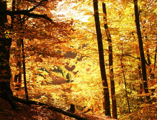 Beautiful autumn foliage in forest  - Zdjęcie, obraz