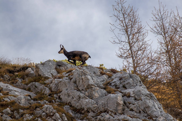 Chamois jumping on a mountain pasture - Photo, Image