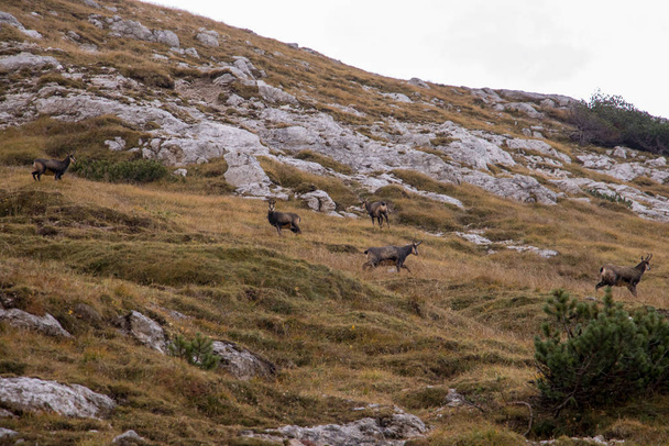 A herd of chamoises on a mountain pasture - Photo, Image