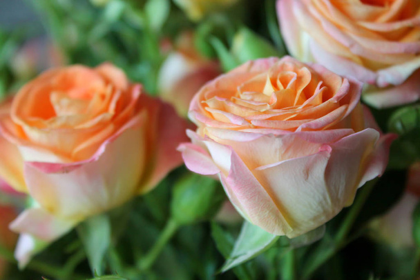 Fond printanier avec bourgeons roses en fleurs
 - Photo, image