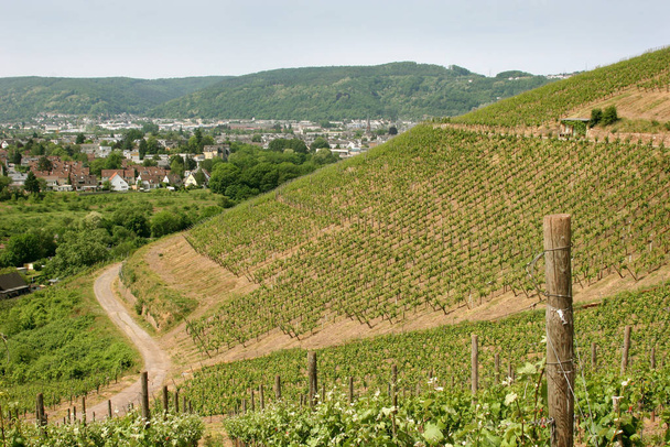 weinberg and trier in the moselle valley - Valokuva, kuva