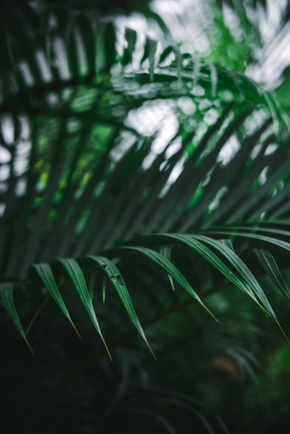 Deep dark green palm leaves pattern - Fotografie, Obrázek
