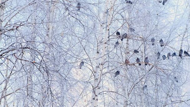 Na větvi s bílým sněhem stáli šedí holubi. Hejno ptáků zblízka. zvířata v zimním období. Mrazivé stromy v mrazivé zimě. - Fotografie, Obrázek