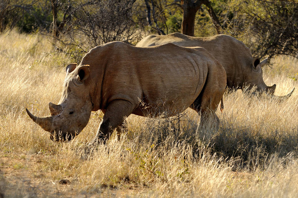 African animal, rhino creature, fauna - Fotografie, Obrázek