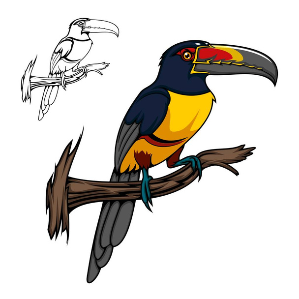 Aracari trópusi rajzfilm toucan madár - Vektor, kép