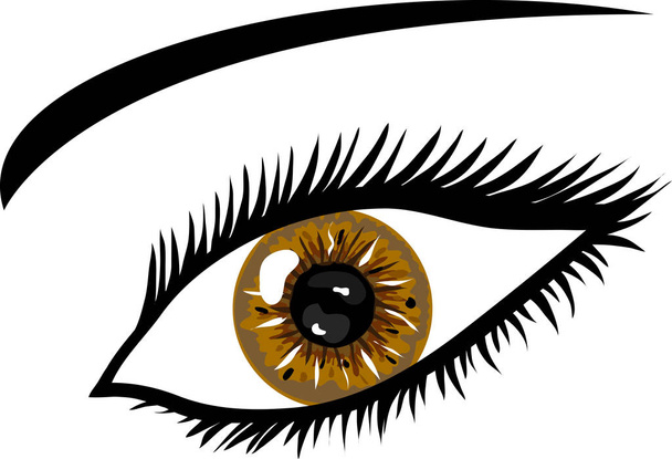 brown eye with lashes - Fotografie, Obrázek