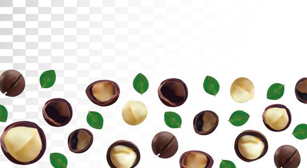 3D realistic macadamia nut isolated on transparent background. Shelled and unshelled Macadamia nuts with green leaf. Organic macadamia. Vector illustration. - Vector, Image