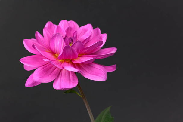 close-up view of beautiful blooming dahlia - Foto, imagen