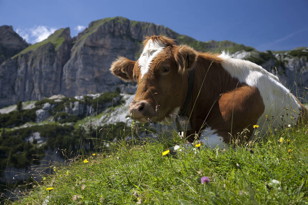 Görkemli Alp manzarası manzarası - Fotoğraf, Görsel