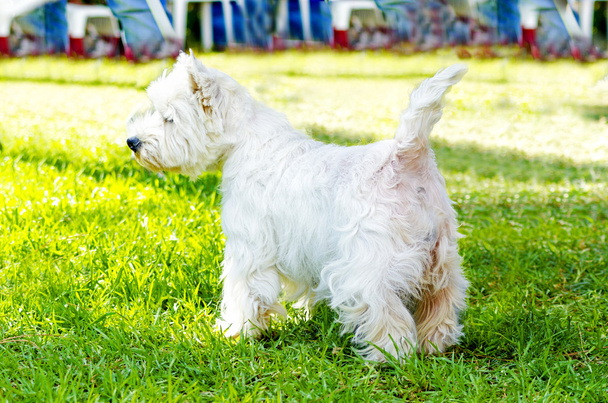 West Highland terrier bianco - Foto, immagini