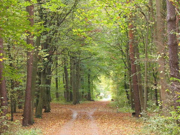 autumn forest, fall season leaves - Foto, imagen