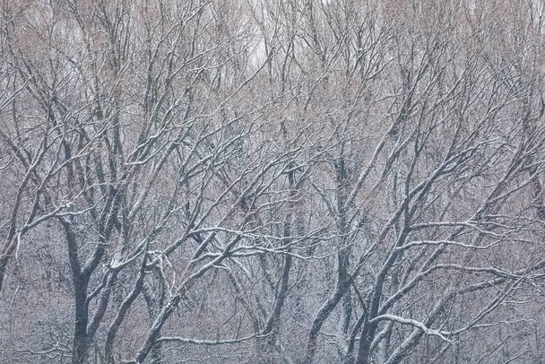 Зимовий пейзаж вкритий снігопадами
 - Фото, зображення