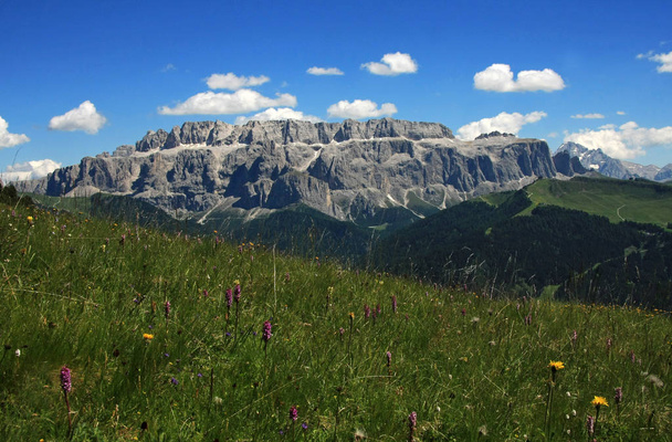 flower meadow and mountains - Photo, Image