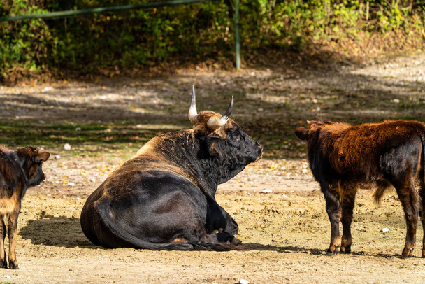 一体牛、ボスのゾウおうし座または動物園でオーロックス - 写真・画像