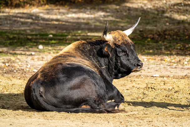 Heck-Rinder, bos primigenius taurus oder Auerochsen im Zoo - Foto, Bild