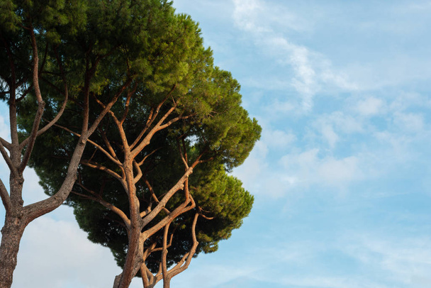 Mediterranean pine trees with blue sky on background - Zdjęcie, obraz