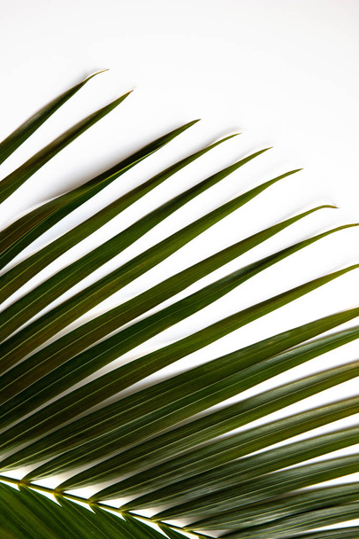 Tropical palm leaf on white background. Top view flat lay.  - Foto, afbeelding