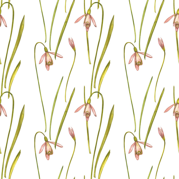 Watercolor snowdrops flowers. Seamless patterns. Wild flower set isolated on white. Botanical watercolor illustration, snowdrops bouquet, rustic flowers. - Foto, afbeelding