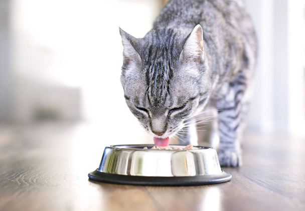 Cute tabby cat eating. Silver bowl, cat feeding scene with selective focus. Eating grey cat. - Foto, afbeelding