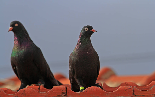 Dos palomas negras en el techo
 - Foto, Imagen