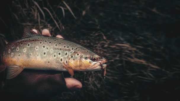 Trucha marrón en la mano de un pescador. Pesca de spinning
. - Foto, imagen