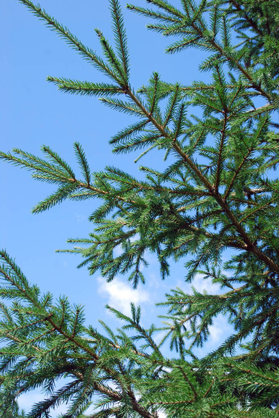 branches of fir tree stand out against t - Foto, immagini