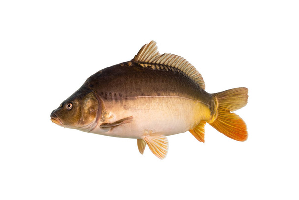 Le carpe a specchio sono un tipo di pesce che si trova comunemente in Europa. Il nome "carpa specchio" deriva dalla somiglianza delle loro squame con gli specchi
. - Foto, immagini