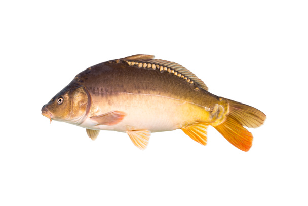 Le carpe a specchio sono un tipo di pesce che si trova comunemente in Europa. Il nome "carpa specchio" deriva dalla somiglianza delle loro squame con gli specchi
. - Foto, immagini