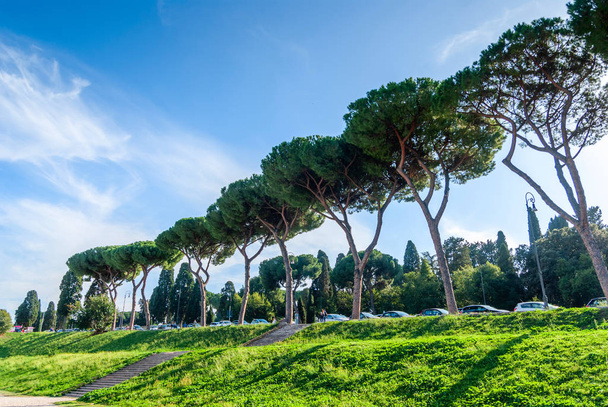 Pins italiens Pinus Pinea également connu sous le nom de pins parapluies et de pins parasols, de grands arbres près de la colline de l'Aventin, Rome
. - Photo, image