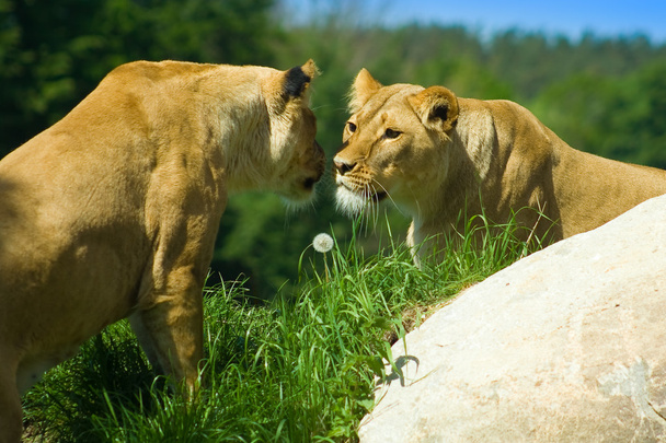 λιοντάρια - Φωτογραφία, εικόνα