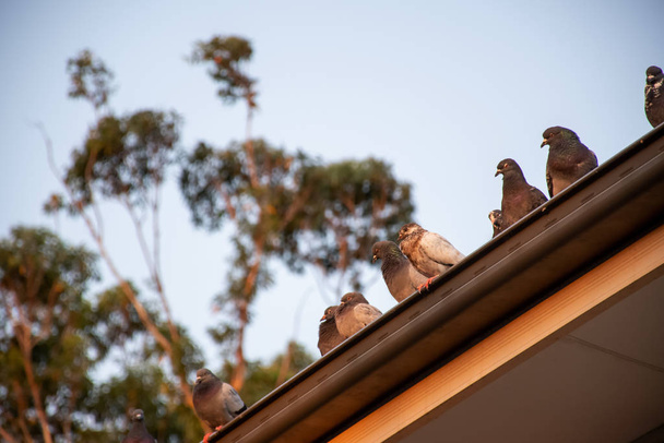 Woedende duiven zittend op het dak van een huis. - Foto, afbeelding