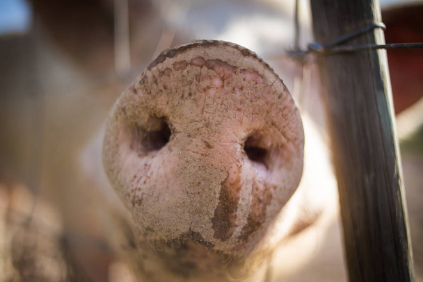Feche a imagem de largo ângulo do porco em uma fazenda
 - Foto, Imagem
