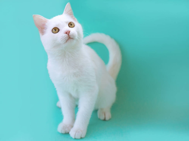 Roztomilý sladký zvědavý bílá kočička kočka na mentol barvy pozadí. Přítel, domácí mazlíček, alergie, koncepce osamělosti - Fotografie, Obrázek